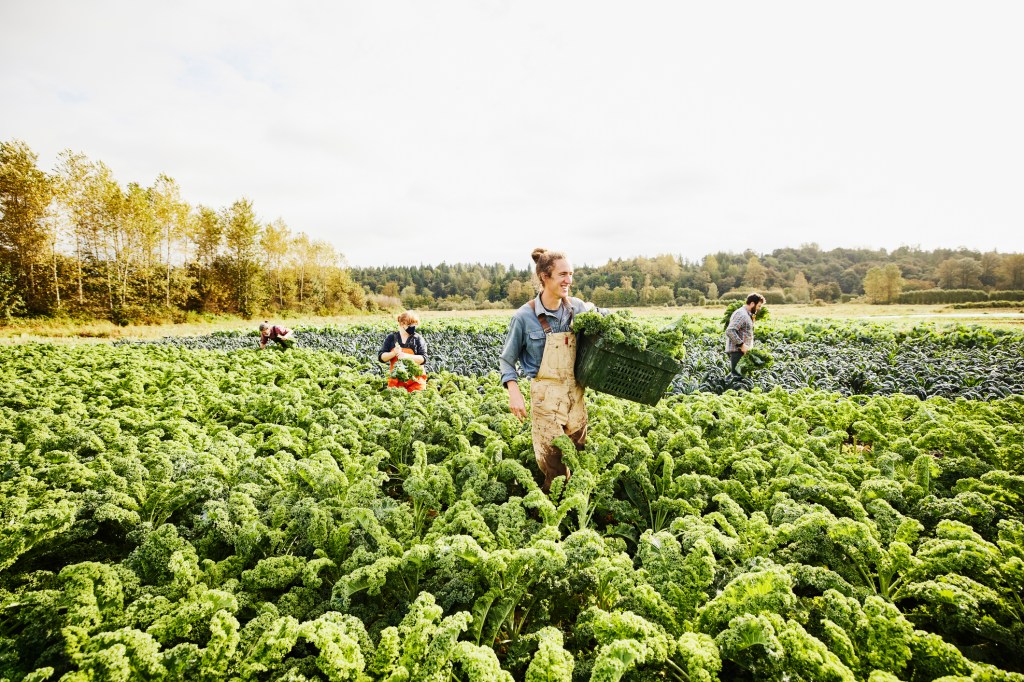 Wide shot of smiling farmer carrying bin of freshly harvested organic curly kale through field on fall morning